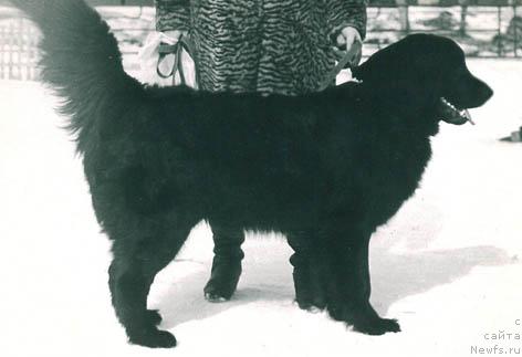 Фото: ньюфаундленд Ник Джу Бей