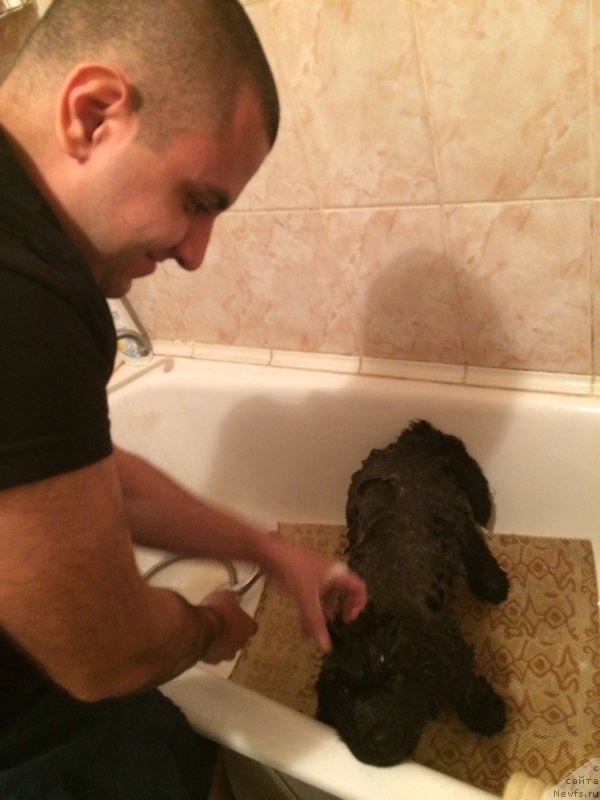 Фото: Владимир Хачатрян, ньюфаундленд Браунблад МСК Хелфи Бэст Армани (Brownblood MSK Helfi Best Armani)