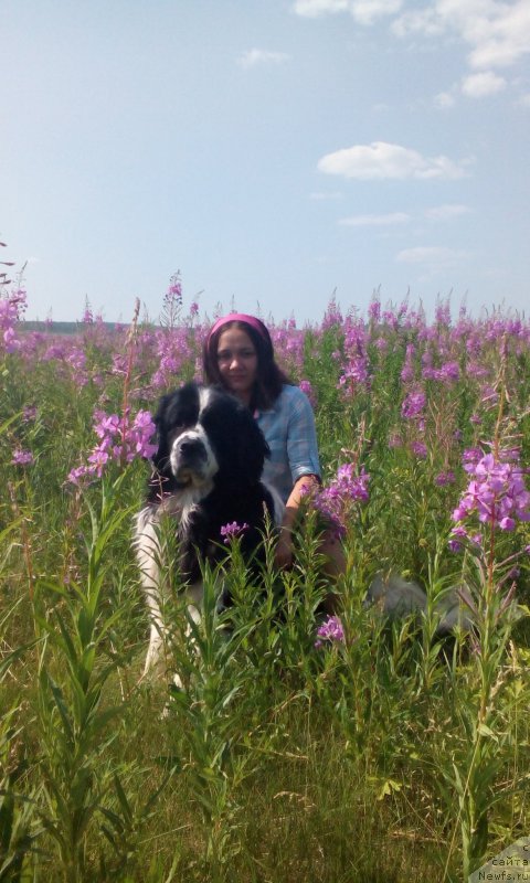 Фото: ньюфаундленд Флюфи Аваланч Сурпассинг Алл Експестатионс (Fluffy Avalanch Surpassing All Expektations), Ксения Наумова
