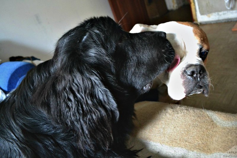 Фото: ньюфаундленд Смигар Ток ов Соул (Smigar Talk of Soul)