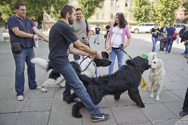 Фото: Женя, ньюфаундленд Степная Пальмира Естественно Я Лучший, Андрей Волков, ньюфаундленд Львиное Сердце