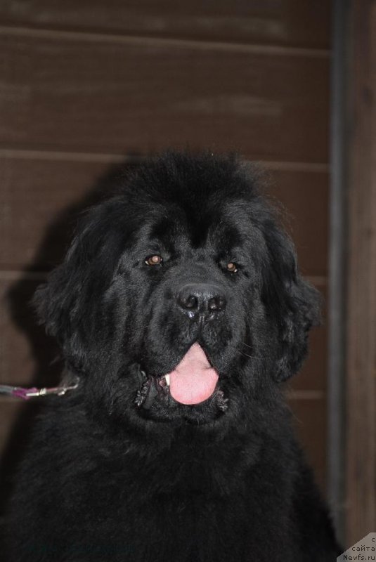 Фотография № 163647