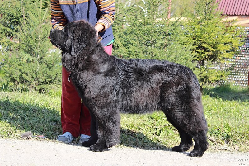 Фото: ньюфаундленд Анабелле Квин оф зэ Моунтайнс