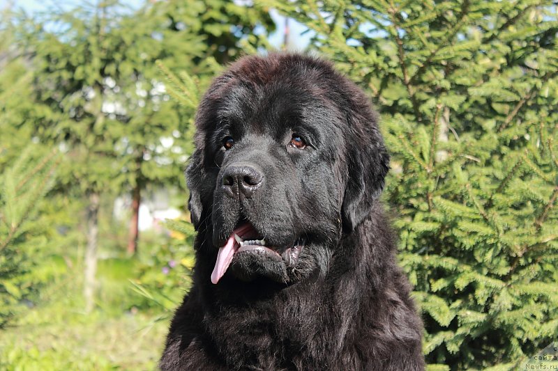 Фото: ньюфаундленд Анабелле Квин оф зэ Моунтайнс