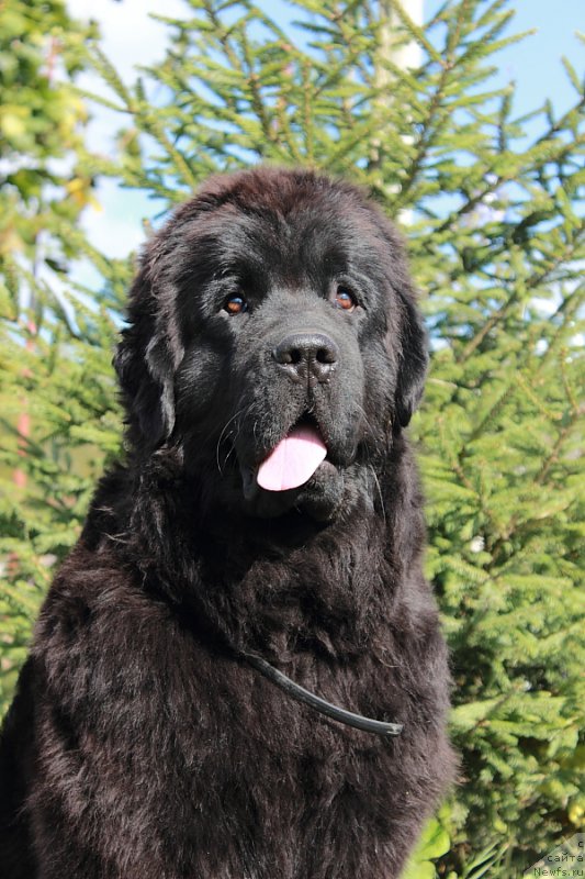 Фото: ньюфаундленд Анабелле Квин оф зэ Моунтайнс