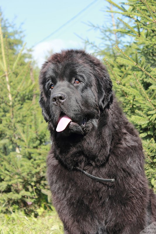 Фото: ньюфаундленд Анабелле Квин оф зэ Моунтайнс