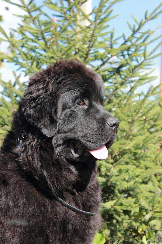 Фото: ньюфаундленд Анабелле Квин оф зэ Моунтайнс