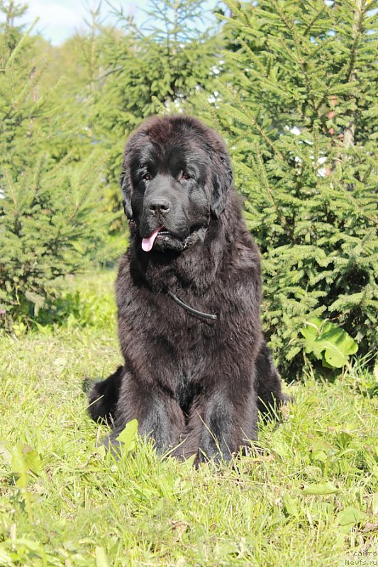 Фото: ньюфаундленд Анабелле Квин оф зэ Моунтайнс