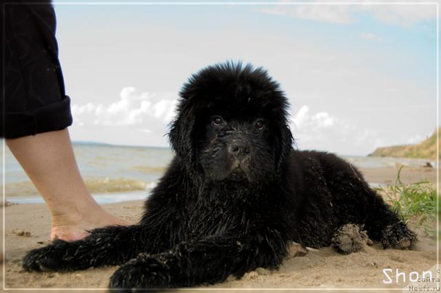 Фото: ньюфаундленд Супер Премиум Вашингтон