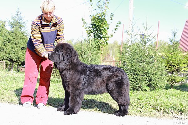 Фото: ньюфаундленд Анабелле Квин оф зэ Моунтайнс