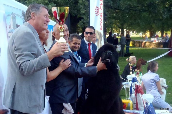 Фото: ньюфаундленд Звездный Дар Агасси (Zvezdnij Dar Agassi)