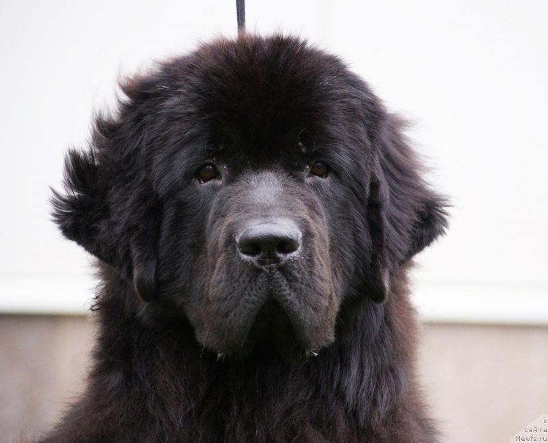 Фото: ньюфаундленд Бегущая по Волнам Ретурн оф зе Кюеен