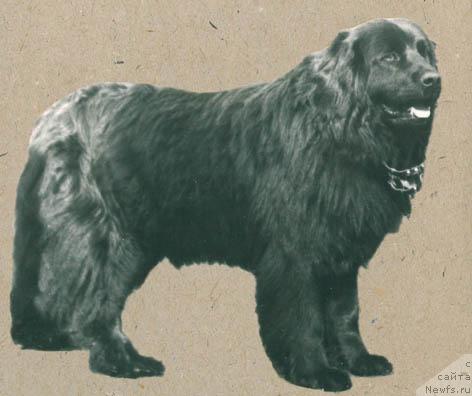 Фото: ньюфаундленд Хильда