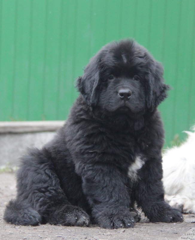 Фото: ньюфаундленд Аквиан Сонг Океаник Винд