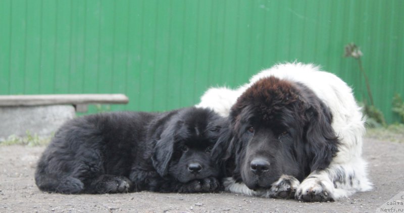 Фото: ньюфаундленд Аквиан Сонг Океаник Винд, и, ньюфаундленд Плюшевая Панда Ла Белла