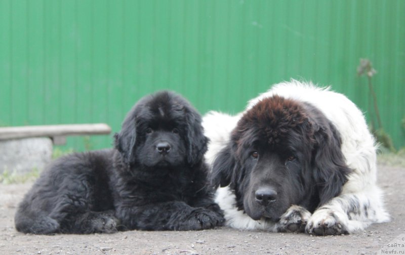 Фото: ньюфаундленд Аквиан Сонг Океаник Винд, и, ньюфаундленд Плюшевая Панда Ла Белла