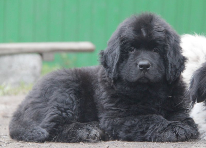 Фотография № 163705