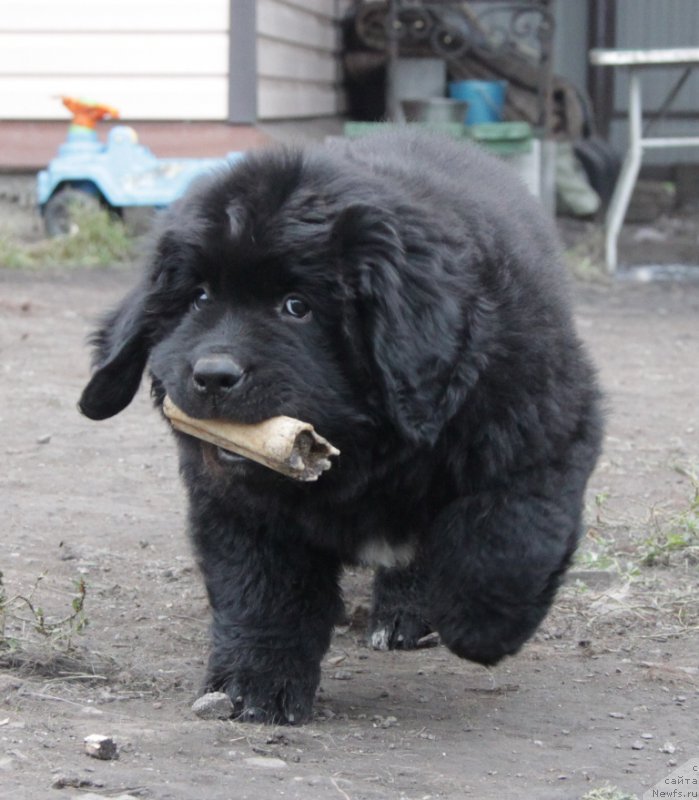 Фото: ньюфаундленд Аквиан Сонг Океаник Винд