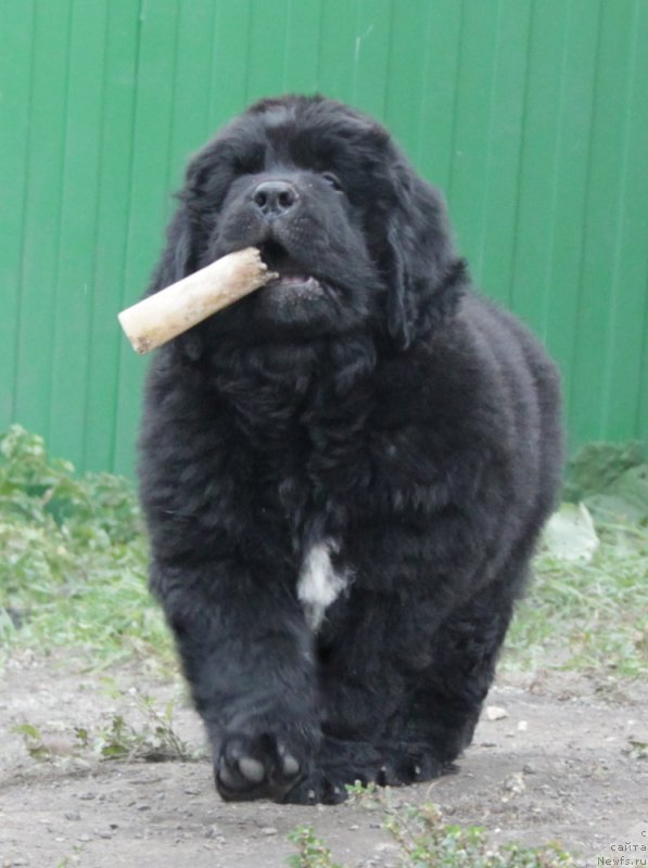 Фотография № 163707