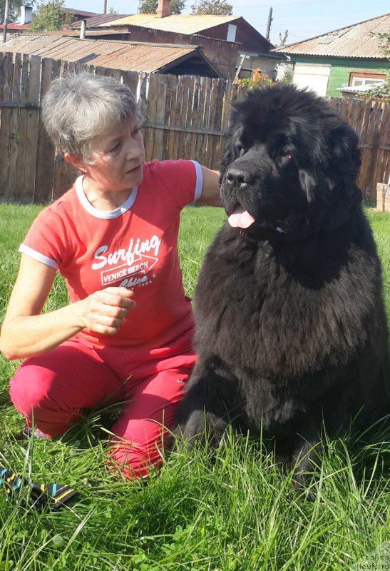 Фото: ньюфаундленд Жасмин Северный Каприз из Медвежьего Яра (Zhasmine Severny Caprice iz Medvejyego Yara)