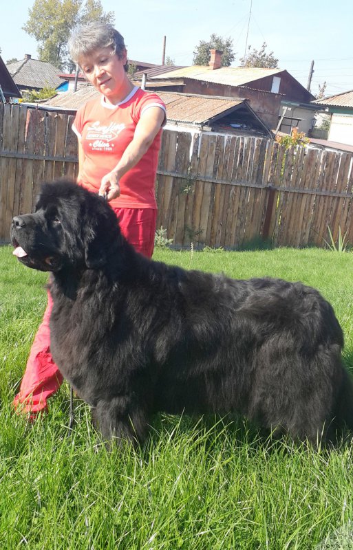 Фото: ньюфаундленд Жасмин Северный Каприз из Медвежьего Яра (Zhasmine Severny Caprice iz Medvejyego Yara)