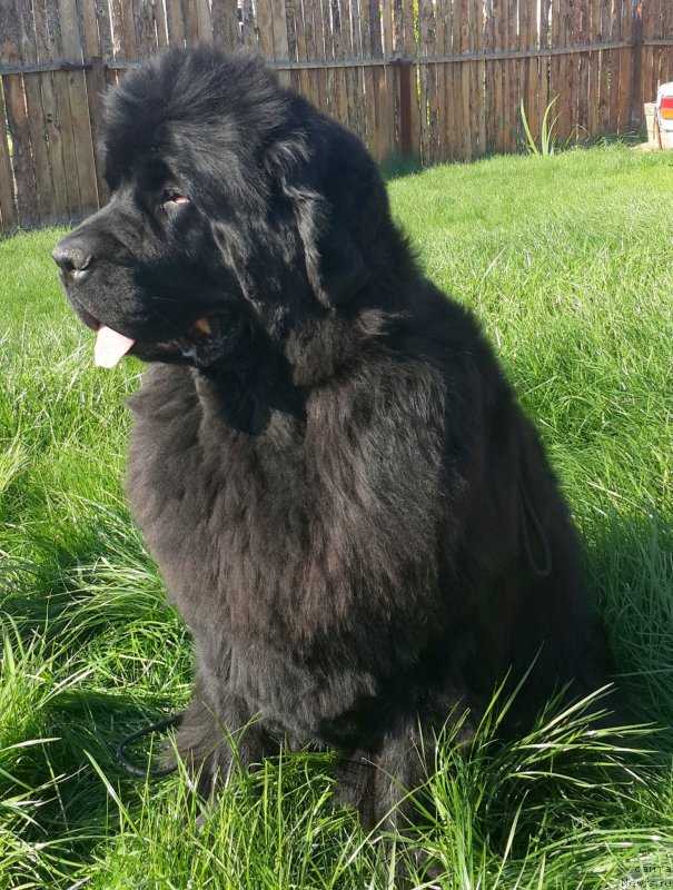 Фото: ньюфаундленд Жасмин Северный Каприз из Медвежьего Яра (Zhasmine Severny Caprice iz Medvejyego Yara)