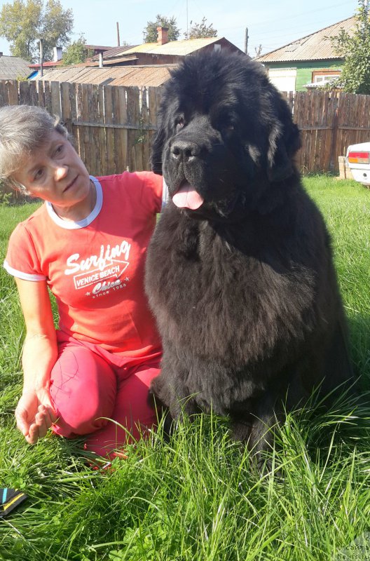 Фото: ньюфаундленд Жасмин Северный Каприз из Медвежьего Яра (Zhasmine Severny Caprice iz Medvejyego Yara)