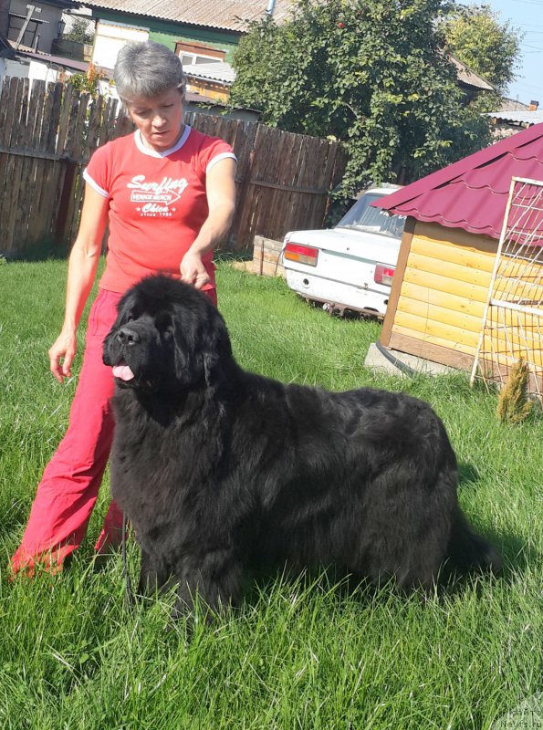 Фото: ньюфаундленд Жасмин Северный Каприз из Медвежьего Яра (Zhasmine Severny Caprice iz Medvejyego Yara)