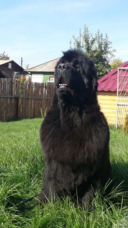 Фото: ньюфаундленд Жасмин Северный Каприз из Медвежьего Яра (Zhasmine Severny Caprice iz Medvejyego Yara)