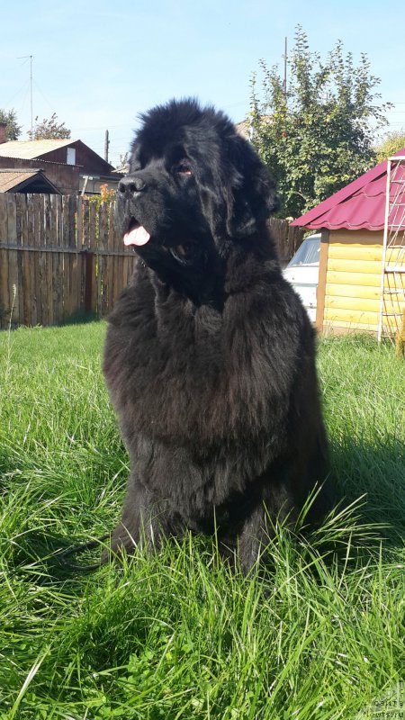 Фото: ньюфаундленд Жасмин Северный Каприз из Медвежьего Яра (Zhasmine Severny Caprice iz Medvejyego Yara)