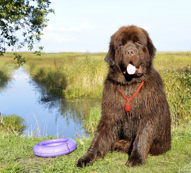 Фото: ньюфаундленд I Follow The Sun de L'Etoile de Cyrice