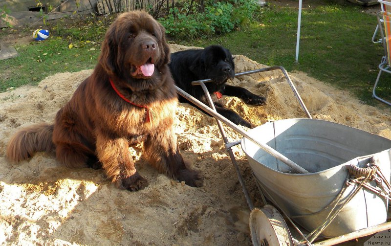 Фото: ньюфаундленд Акватория Келвин Кадриль (Aquatoriya Kelvin Kadril), ньюфаундленд I Follow The Sun de L'Etoile de Cyrice