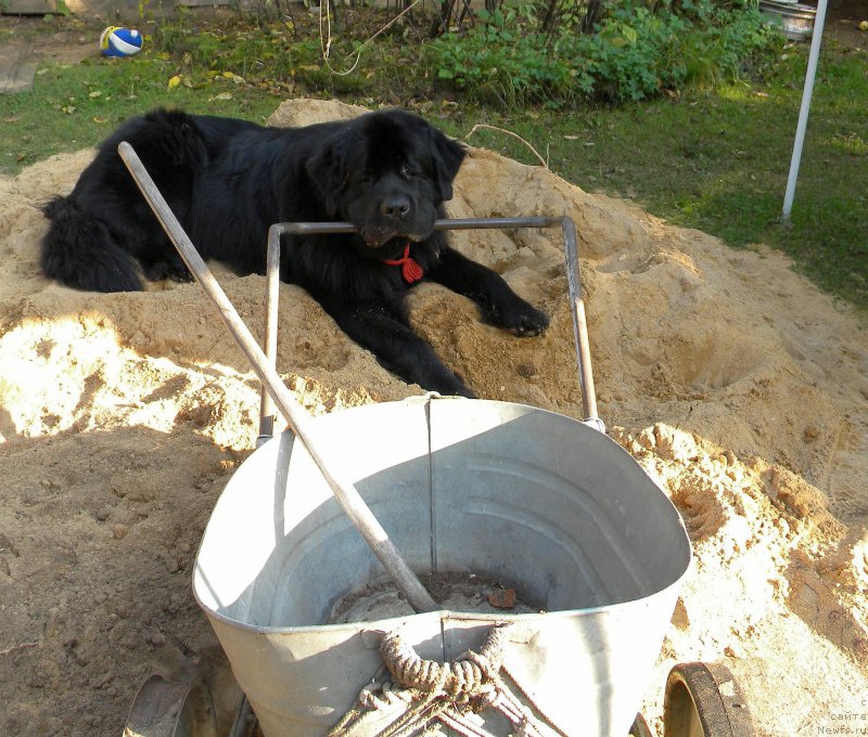 Фото: ньюфаундленд Акватория Келвин Кадриль (Aquatoriya Kelvin Kadril)