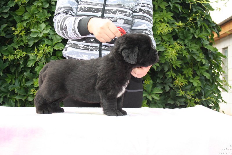 Фото: ньюфаундленд Ньюфорт Улыбка Фортуны