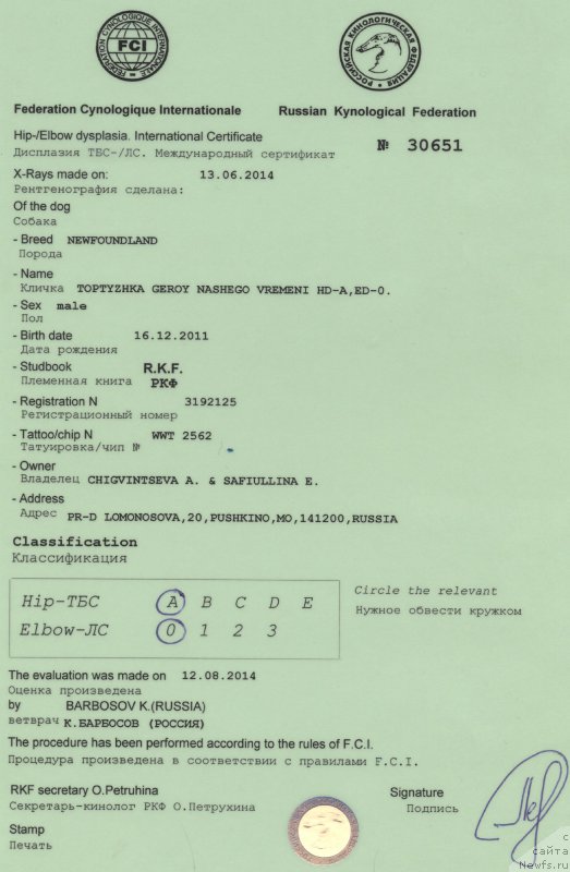 Фото: ньюфаундленд Топтыжка Герой Нашего Времени (Toptyzhka Geroy Nashego Vremeni)