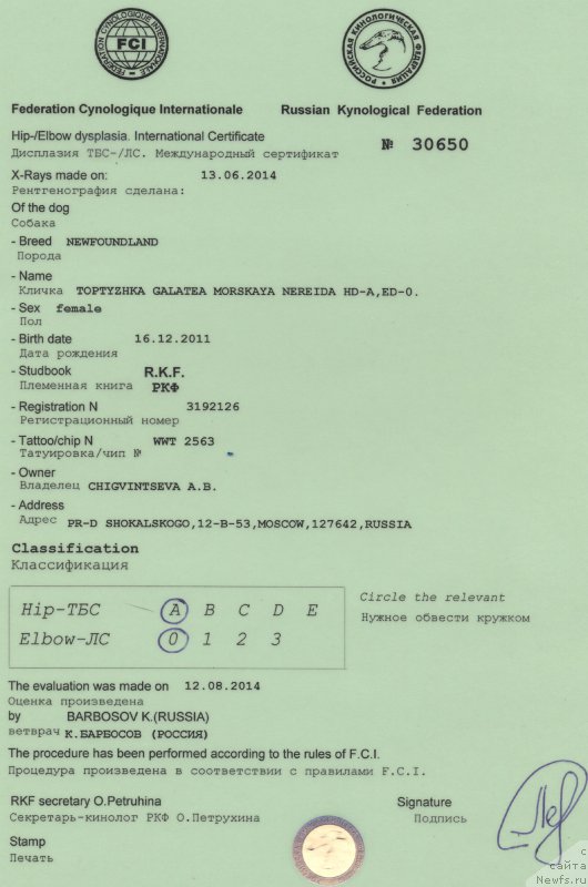 Фото: ньюфаундленд Топтыжка Галатея Морская Нереида (Toptyzhka Galatea Morskaya Nereida)