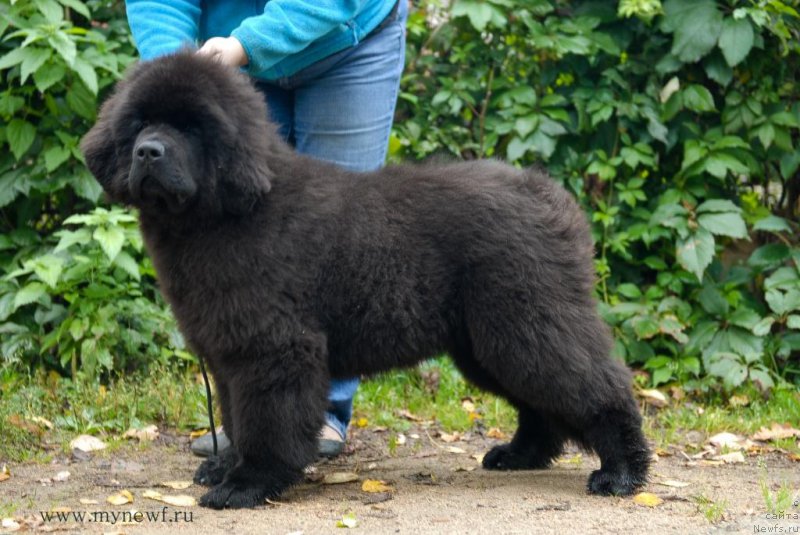 Фотография № 163739