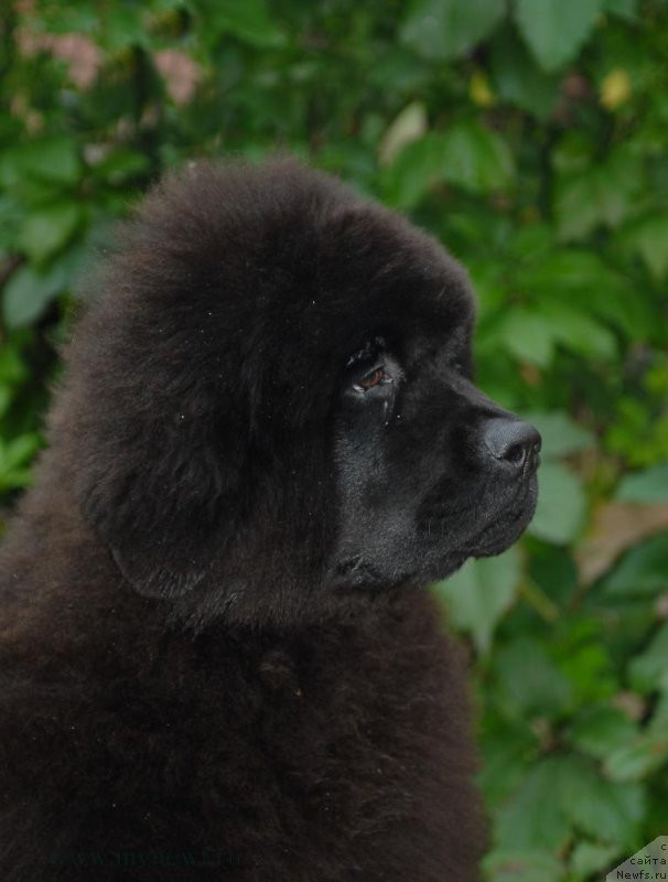 Фотография № 163743