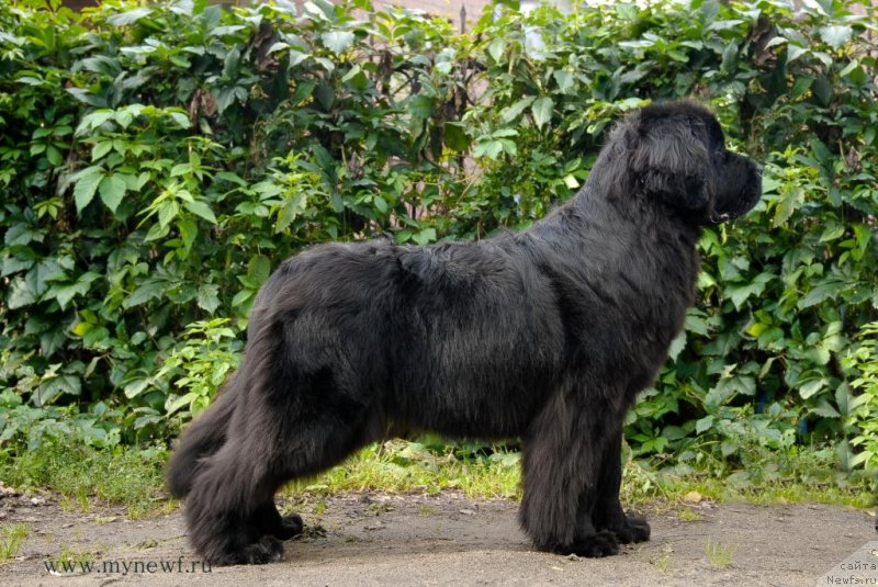 Фото: ньюфаундленд Seabrooks Autumn Kiss for Sent Djons