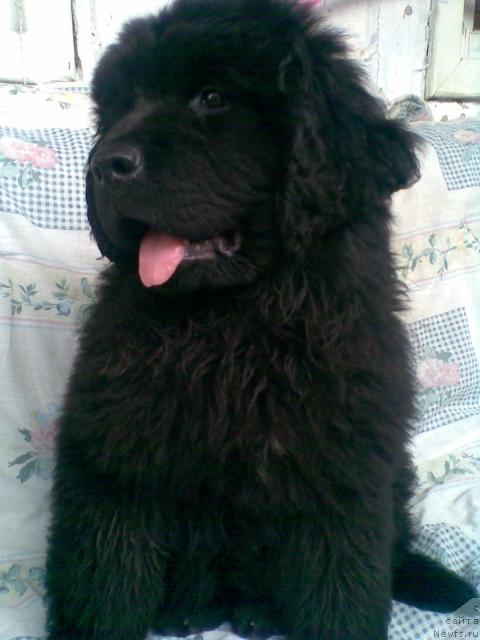 Фото: ньюфаундленд Прелесть