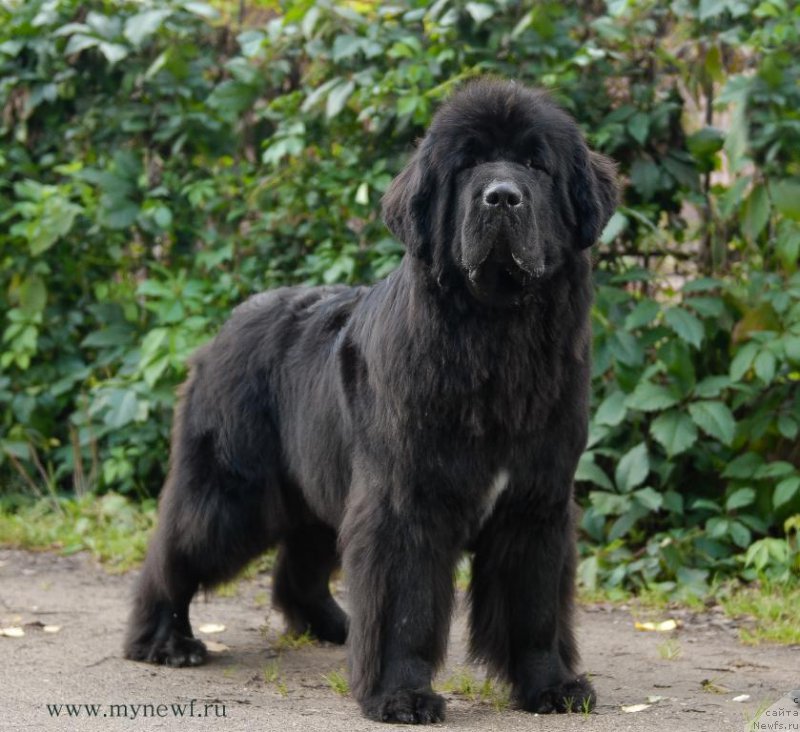 Фото: ньюфаундленд Seabrooks Autumn Kiss for Sent Djons