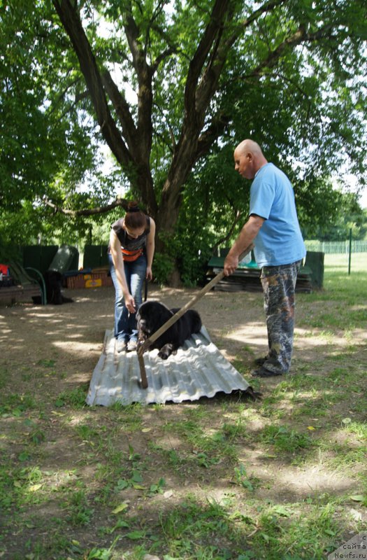 Фото: Ирина Складнова, ньюфаундленд Черный Чанк с Берега Дона (Chernyj Chank s Berega Dona), Александр Бурмистров