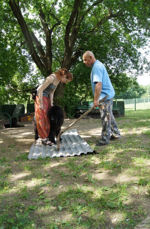 Фото: Елена Тихоненко, ньюфаундленд Сент Джонс Жозайя Валери, Александр Бурмистров