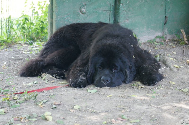 Фото: ньюфаундленд Сент Джонс Жозайя Валери