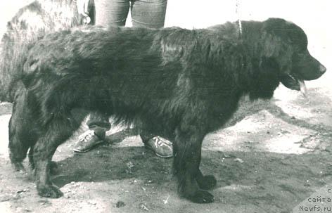 Фото: ньюфаундленд Ник Дон Бартон