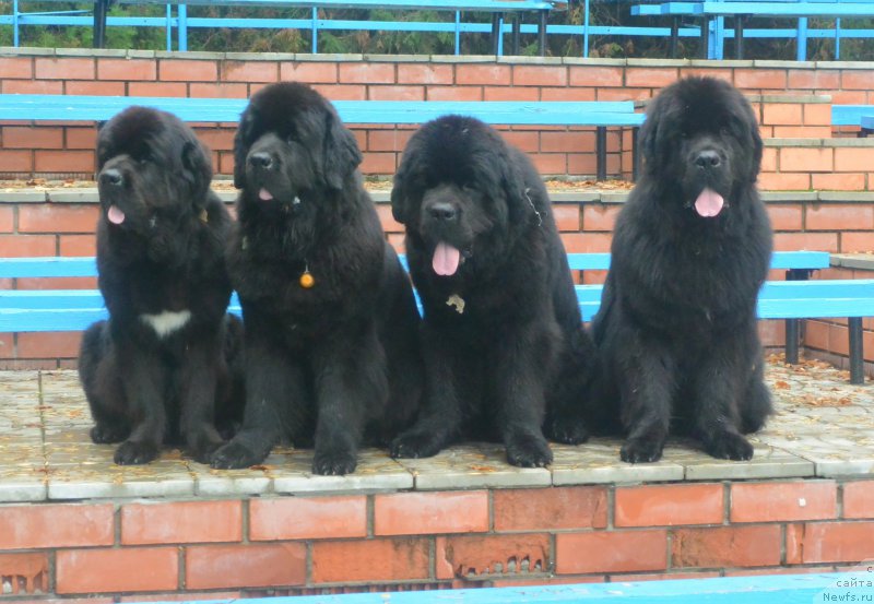 Фото: ньюфаундленд Бегущая по Волнам Елегант Елизабетх, ньюфаундленд Бегущая по Волнам Ханд Маде (Beguschaya po Volnam Hand Made), ньюфаундленд Бегущая по Волнам Елвис, ньюфаундленд Бегущая по Волнам Есперанто Етуло Чуи