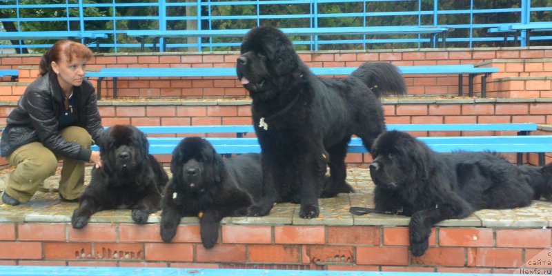 Фото: ньюфаундленд Бегущая по Волнам Елегант Елизабетх, ньюфаундленд Бегущая по Волнам Ханд Маде (Beguschaya po Volnam Hand Made), ньюфаундленд Бегущая по Волнам Елвис, ньюфаундленд Бегущая по Волнам Есперанто Етуло Чуи