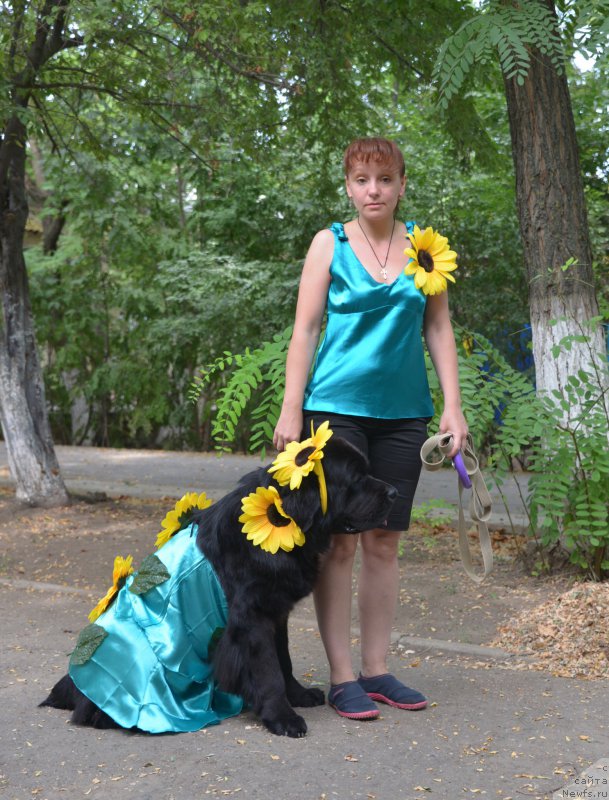 Фото: ньюфаундленд Бегущая по Волнам Елегант Елизабетх, Екатерина Харченко