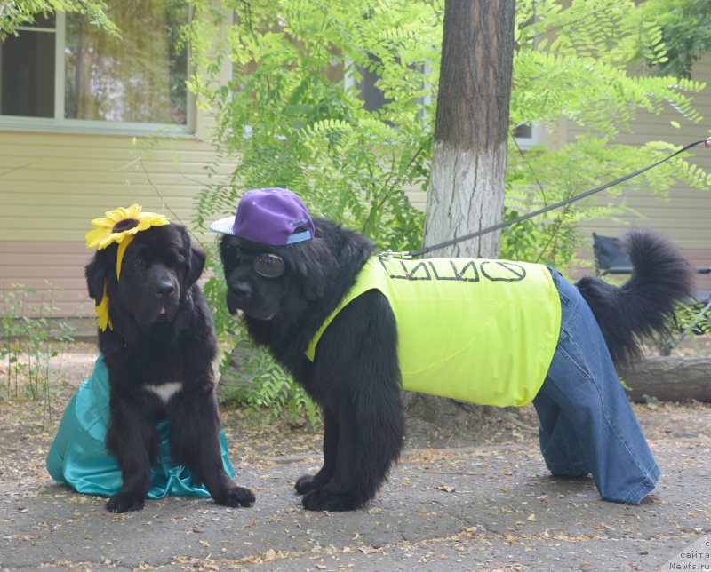 Фото: ньюфаундленд Бегущая по Волнам Елегант Елизабетх, ньюфаундленд Бегущая по Волнам Есперанто Етуло Чуи