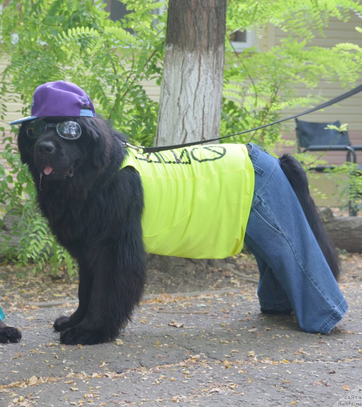 Фото: ньюфаундленд Бегущая по Волнам Есперанто Етуло Чуи